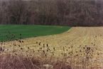 Boundary by Samuel Laurence Cunnane contemporary artwork Photography