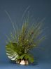 The House Keeper Broom Cytisus scoparius by Ann Shelton contemporary artwork Photography