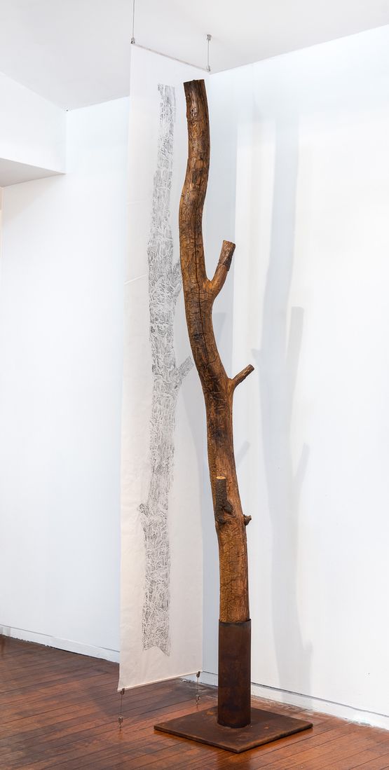 Black wattle tree trunk from Sawpit camp with suspended drawing by John Wolseley contemporary artwork Painting