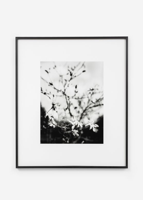 Magnolia - Le Buisson mars by Jean-Luc Moulene contemporary artwork Photography