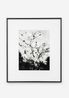 Magnolia - Le Buisson mars by Jean-Luc Moulene contemporary artwork Photography