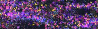 Flowers and People - A Whole Year per Hour July by teamLab contemporary artwork Moving Image