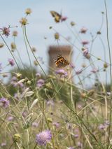 Painted Lady Butterfly on a Pincushion Spain by Lucas Foglia contemporary artwork print