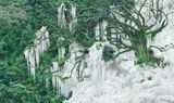 Tree With Powerful Will by Won Seoung Won contemporary artwork photography
