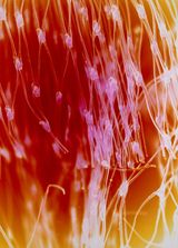 Synapse 1523 by Lotus L. Kang contemporary artwork photography