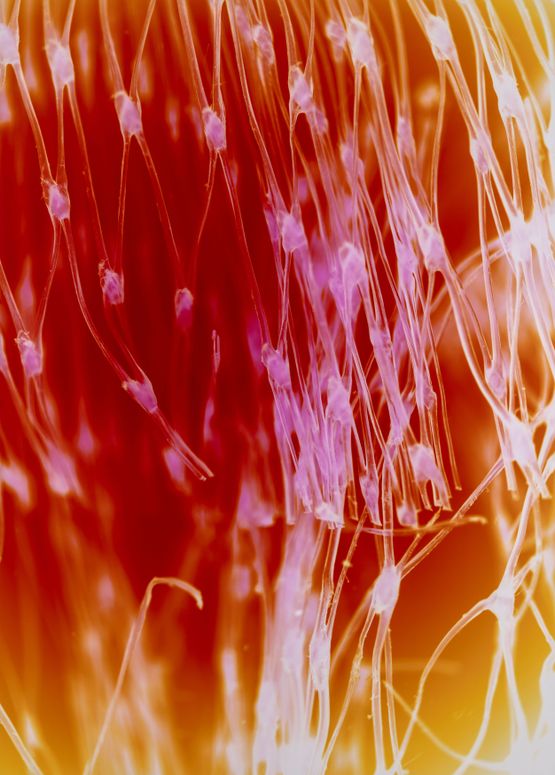 Synapse 1523 by Lotus L. Kang contemporary artwork Photography