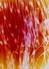 Synapse 1523 by Lotus L. Kang contemporary artwork Photography
