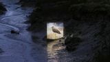 CUSP by Jake Elwes contemporary artwork print moving image