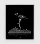 Mynah Mimic I by Sarah Jones contemporary artwork sculpture