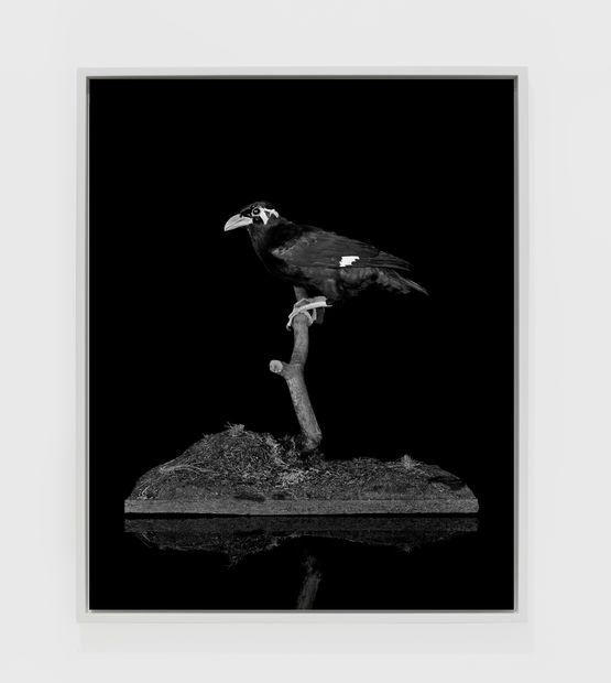 Mynah Mimic I by Sarah Jones contemporary artwork Sculpture