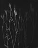 Untitled by The Estate Of Anwar Jalal Shemza contemporary artwork Photography