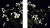 The Rose Gardens display III  white II  III by Sarah Jones contemporary artwork photography