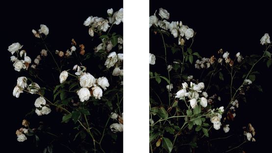 The Rose Gardens display III  white II  III by Sarah Jones contemporary artwork Photography