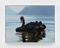 Black Swan by Sam Mckinniss contemporary artwork Painting