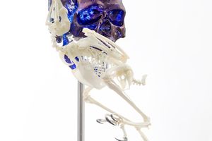 Jan Fabre