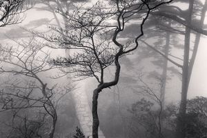 Michael Kenna