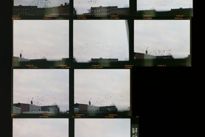 Zoe Leonard
