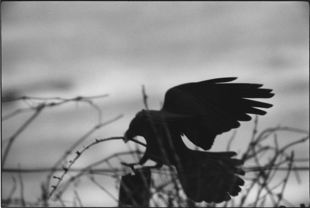MASAHISA FUKASE