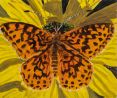 Meadow Fritillary by Claudia Keep contemporary artwork Painting