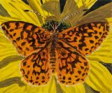 Meadow Fritillary by Claudia Keep contemporary artwork painting