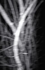 Nocturnal Assembly 10 by Anne Noble contemporary artwork print