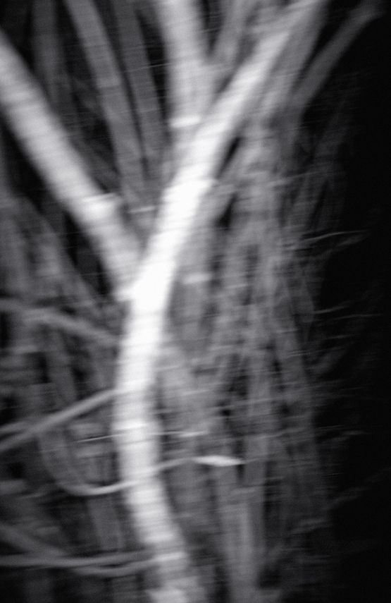 Nocturnal Assembly 10 by Anne Noble contemporary artwork Print