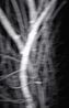 Nocturnal Assembly 10 by Anne Noble contemporary artwork Print