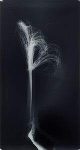 Untitled from Clearing by Simryn Gill contemporary artwork photography