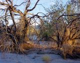 Golden Hour by Joyce Campbell contemporary artwork photography