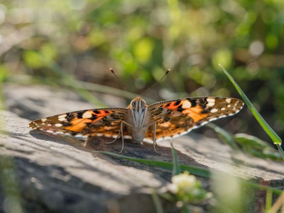Painted Lady Butterfly Hilltopping Italy by Lucas Foglia contemporary artwork Print