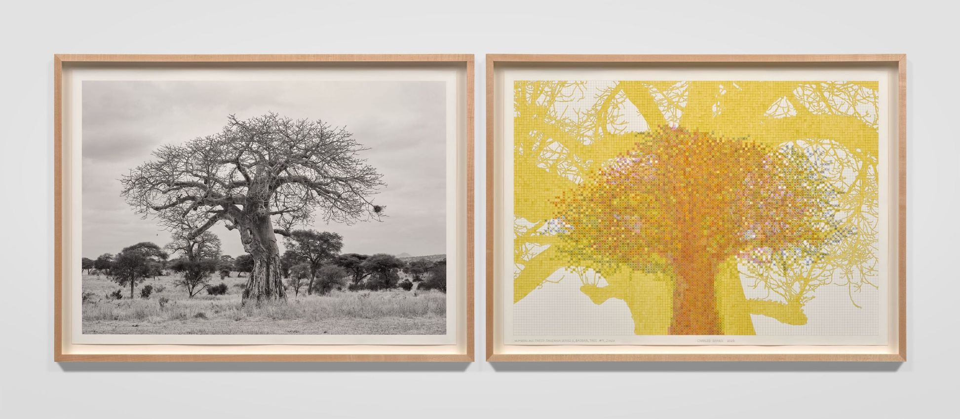 Charles Gaines, 'Numbers And Trees, The Tanzania Baobabs' at