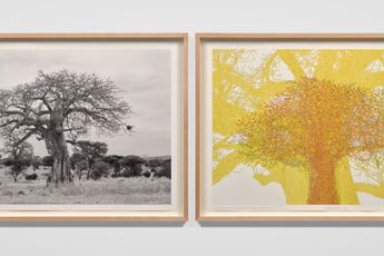 Contemporary art exhibition Charles Gaines Numbers And Trees The Tanzania Baobabs at Hauser  Wirth West Hollywood United States