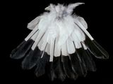 Magpie Tail below Hunter by Fiona Pardington contemporary artwork print