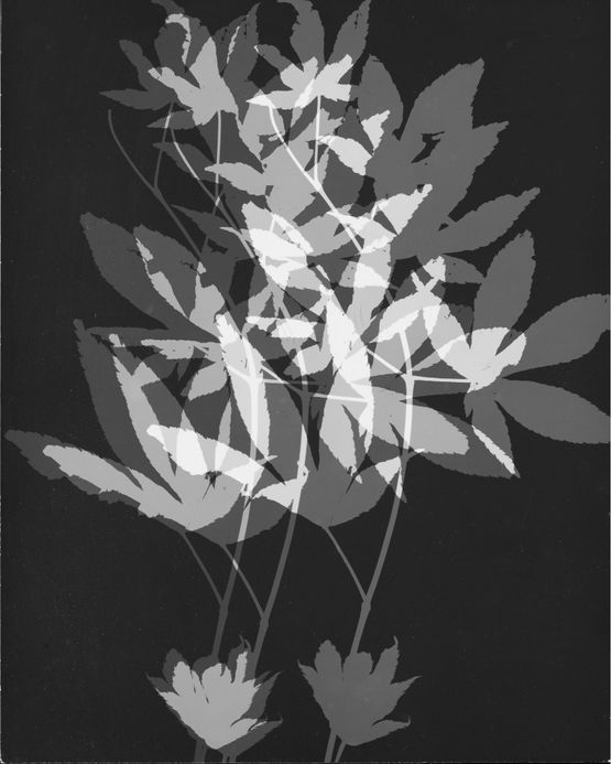 Untitled by The Estate Of Anwar Jalal Shemza contemporary artwork Photography
