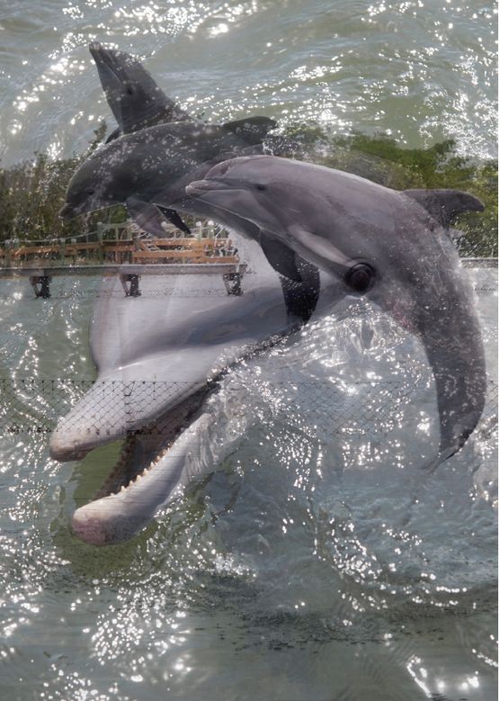 Double Dolphin 3 by Roe Ethridge contemporary artwork Photography