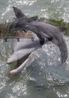 Double Dolphin 3 by Roe Ethridge contemporary artwork Photography