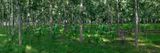 Forrest by Liu Bolin contemporary artwork photography