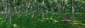 Forrest by Liu Bolin contemporary artwork Photography
