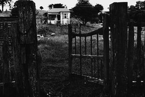 Marti Friedlander