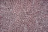 Untitled 24-281 by Simplicia Tipungwuti contemporary artwork painting
