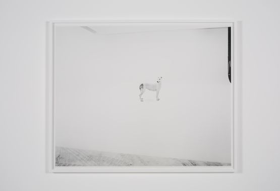 Pedigree English Greyhound Valldemossa dellAttimo Fuggente Vera photographed at Four Studios Mirafiori Car Plant Turin by Simon Starling contemporary artwork Print