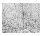 Untitled 4 from the series Paysages Sri Lanka by Gilbert Hage contemporary artwork print