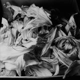Untitled by Liu Xia contemporary artwork photography
