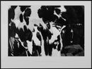 The Creatures Had No Name by Kohei Kyomori contemporary artwork Works on Paper
