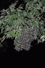 Insecta by Robert Zhao Renhui contemporary artwork photography