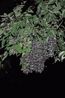 Insecta by Robert Zhao Renhui contemporary artwork Photography
