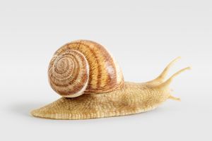 Urs Fischer