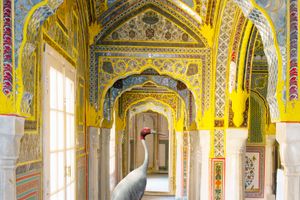 Karen Knorr