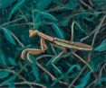 Chinese Mantid by Claudia Keep contemporary artwork Painting