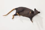 Rat by Elizabeth Jaeger contemporary artwork sculpture
